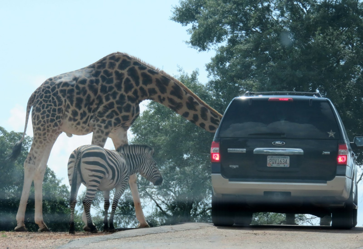 Wild Animal Safari