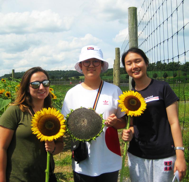 Sunflowers